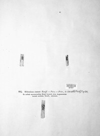 Sclerotium roseum image